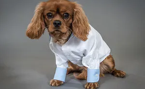 Woof Of Wall Street: Savile Row Company Made Shirts For Dogs!