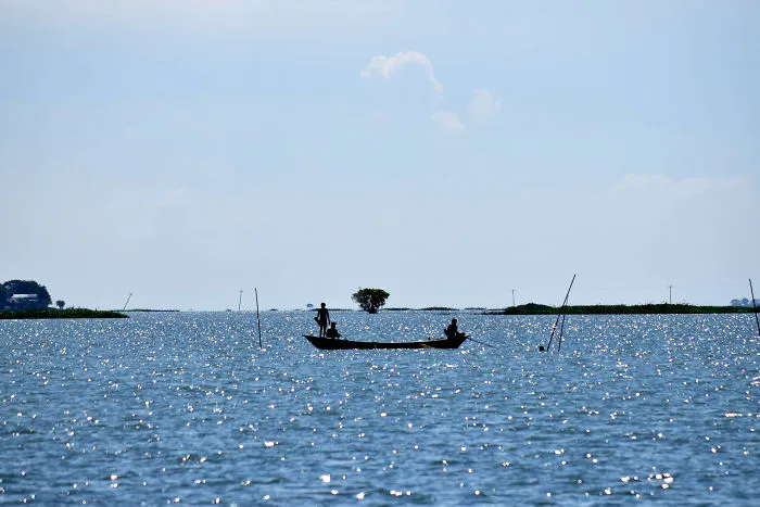 Beauty Of Wetland