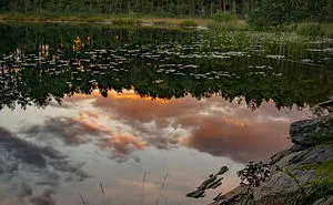 Discovering The Close Surroundings Of My New Home, Sweden