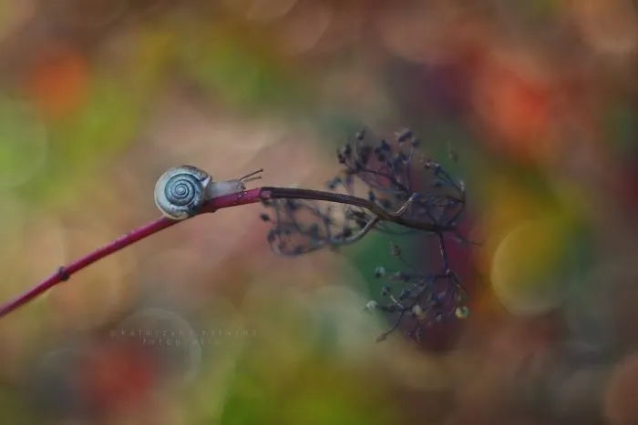 I Use A Bokeh Effect To Show How Fragile And Stunning Nature Is
