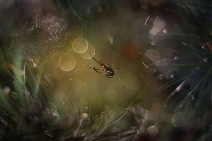 I Use A Bokeh Effect To Show How Fragile And Stunning Nature Is