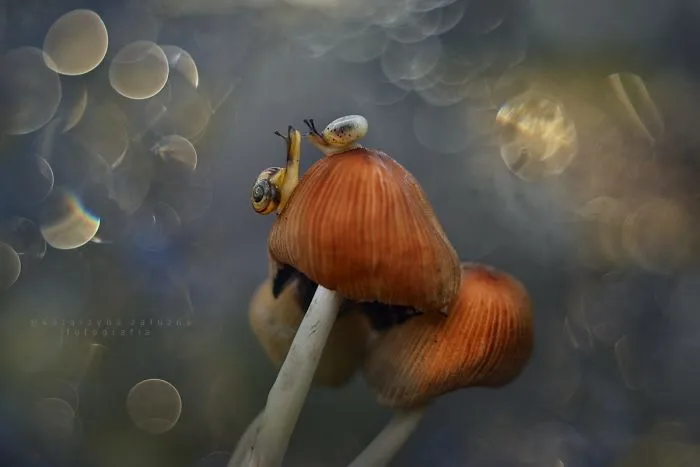 I Use A Bokeh Effect To Show How Fragile And Stunning Nature Is