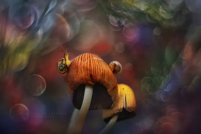 I Use A Bokeh Effect To Show How Fragile And Stunning Nature Is