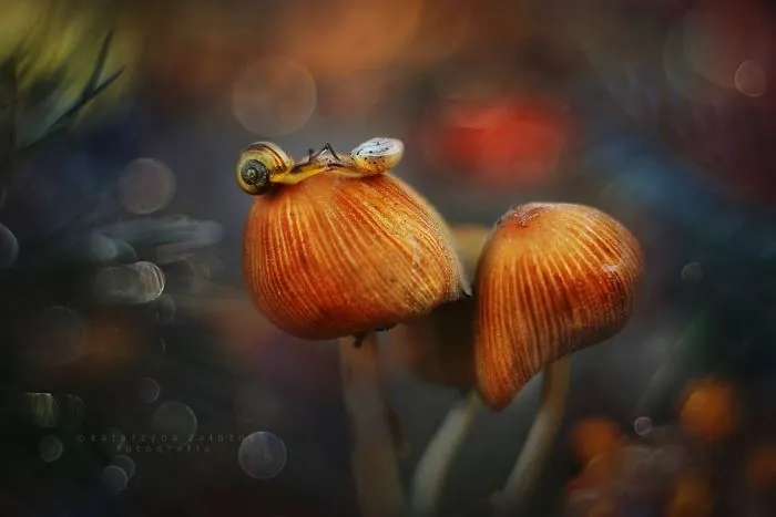 I Use A Bokeh Effect To Show How Fragile And Stunning Nature Is