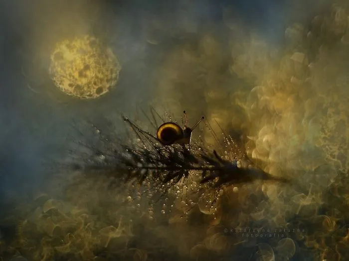I Use A Bokeh Effect To Show How Fragile And Stunning Nature Is