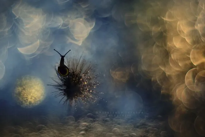 I Use A Bokeh Effect To Show How Fragile And Stunning Nature Is