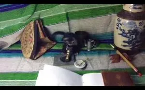 Needle Felt Artist Creates Stop Motion Animations In Her Shed.