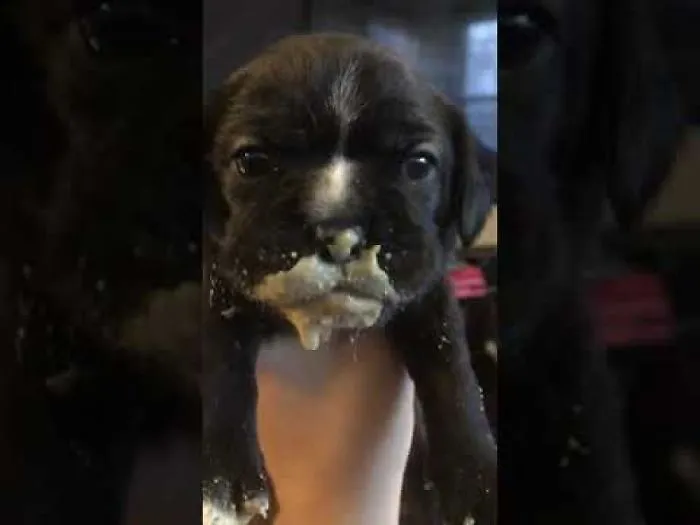 Watch My Puppy Eat And Get Stronger