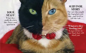 Finally, A Fashion Magazine By Cats, For Cats