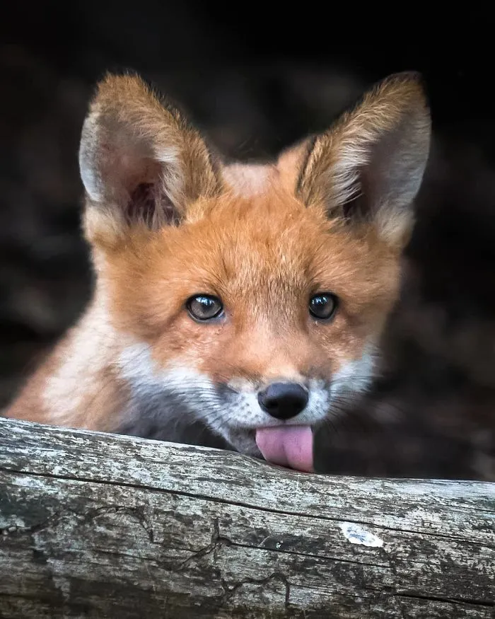 Finnish Photographer Proves Fairy Forests Are Real In Finland (41 Pics)
