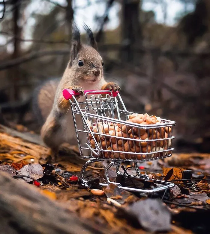 Finnish Photographer Proves Fairy Forests Are Real In Finland (41 Pics)