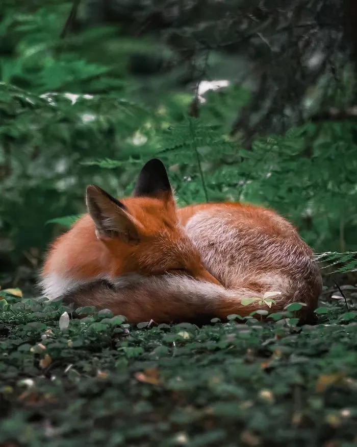 Este fotógrafo demuestra que los bosques de los cuentos son reales en Finlandia (41 fotos)