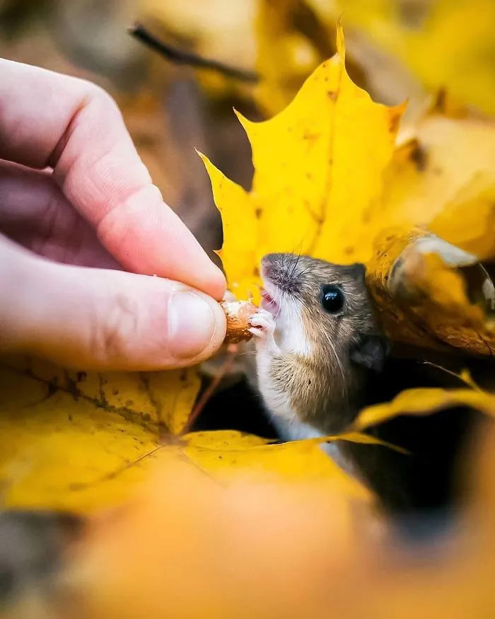 Este fotógrafo demuestra que los bosques de los cuentos son reales en Finlandia (41 fotos)