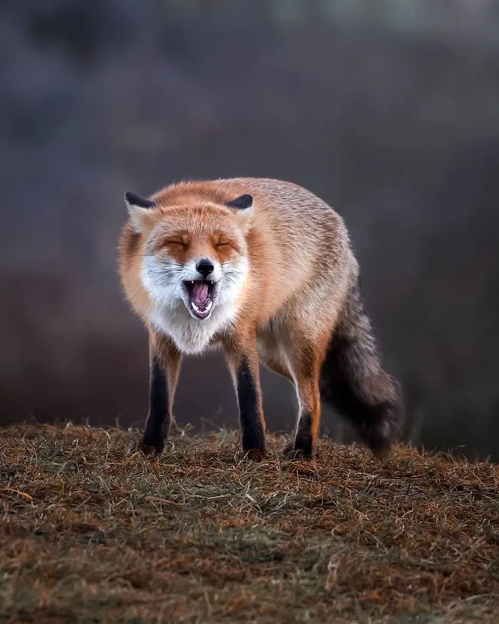 Este fotógrafo demuestra que los bosques de los cuentos son reales en Finlandia (41 fotos)