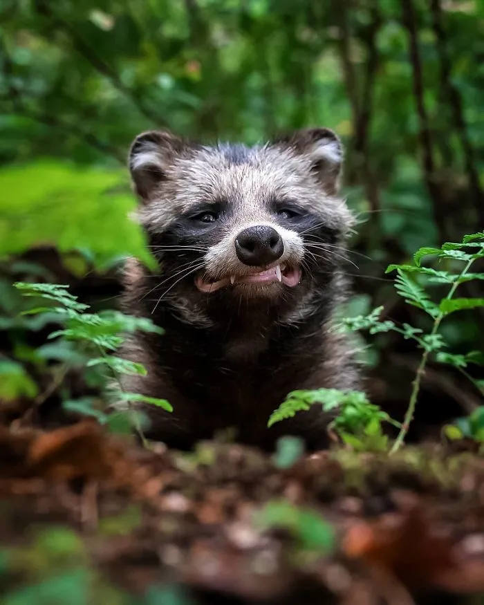 Este fotógrafo demuestra que los bosques de los cuentos son reales en Finlandia (41 fotos)