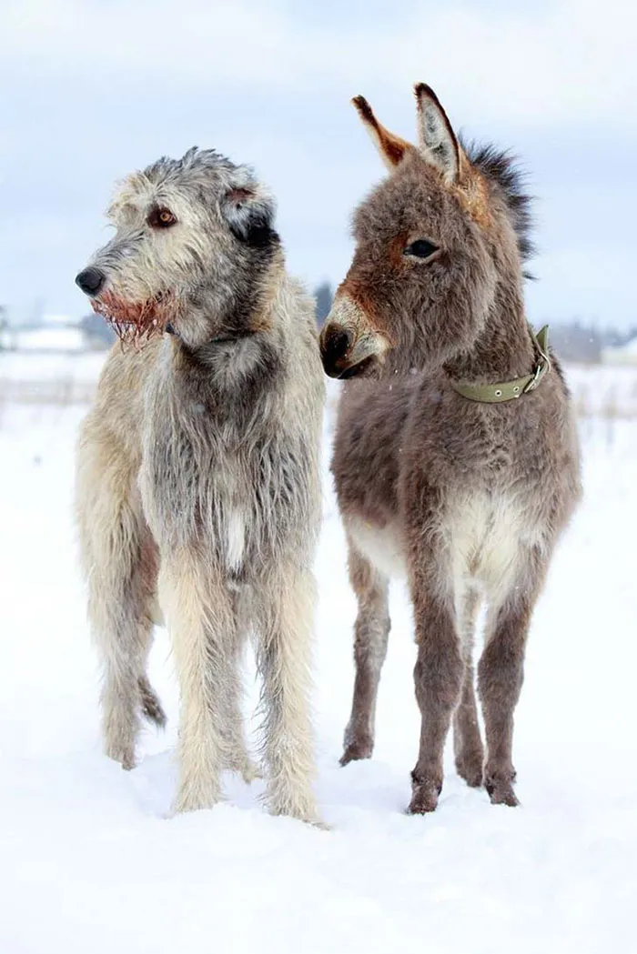 As Big As A Donkey