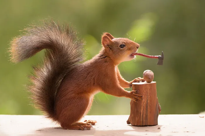 I Followed Squirrels Daily With My Camera For 6 Years And Here Are 50 Of My Best Photos