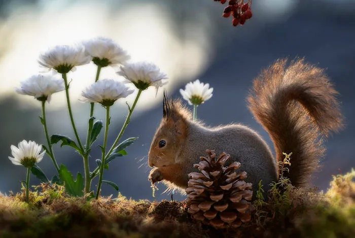 I Followed Squirrels Daily With My Camera For 6 Years And Here Are 50 Of My Best Photos