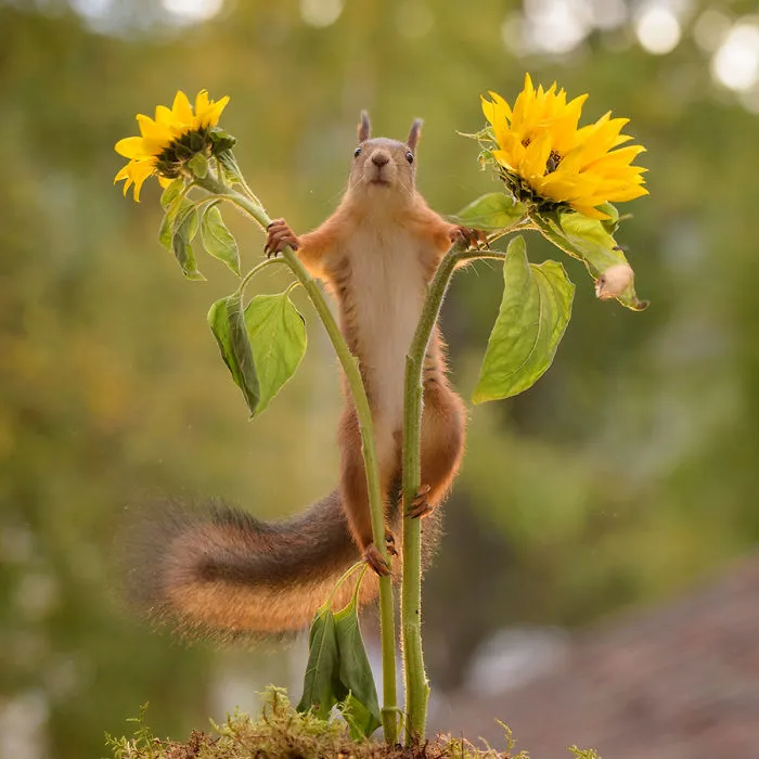 I Followed Squirrels Daily With My Camera For 6 Years And Here Are 50 Of My Best Photos