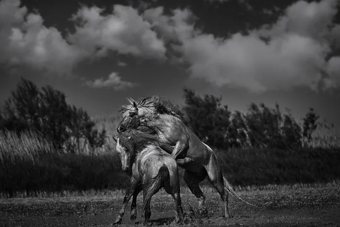 Black And White Horse Photo | Smarts
by Wildlife Photographer Ejaz Khan