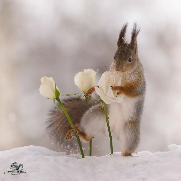 I Followed Squirrels Daily With My Camera For 6 Years And Here Are 50 Of My Best Photos