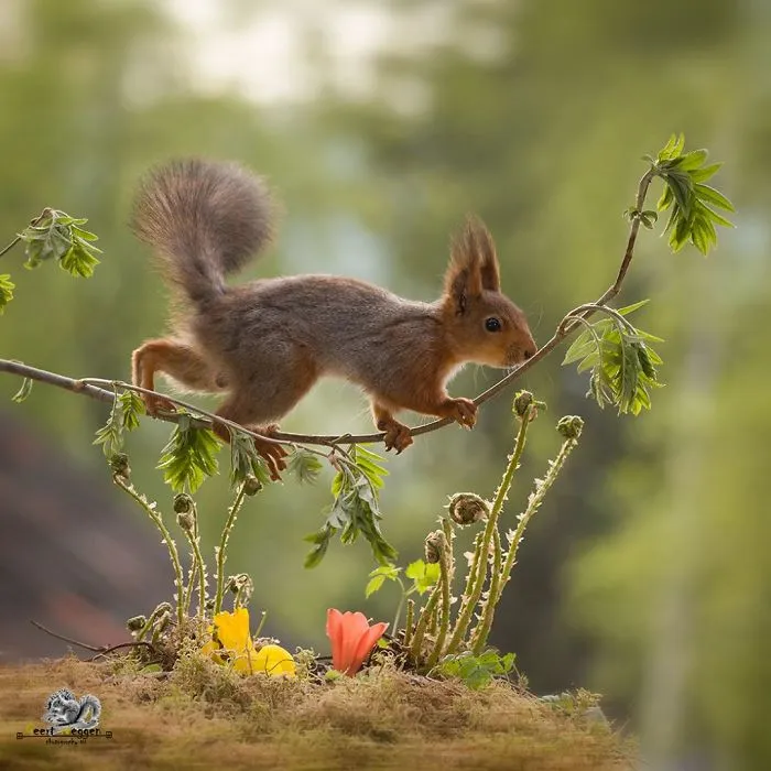 I Followed Squirrels Daily With My Camera For 6 Years And Here Are 50 Of My Best Photos