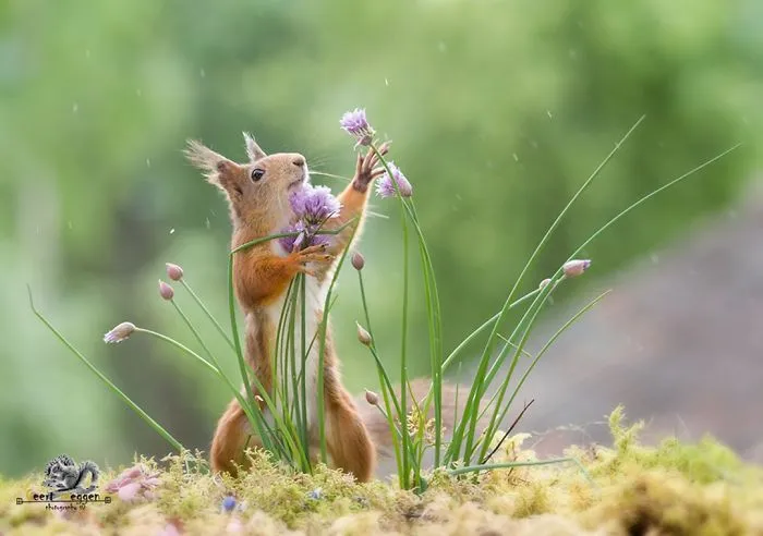 I Followed Squirrels Daily With My Camera For 6 Years And Here Are 50 Of My Best Photos