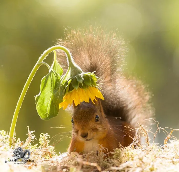 I Followed Squirrels Daily With My Camera For 6 Years And Here Are 50 Of My Best Photos