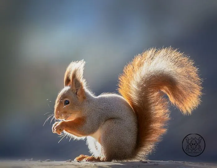 I Followed Squirrels Daily With My Camera For 6 Years And Here Are 50 Of My Best Photos