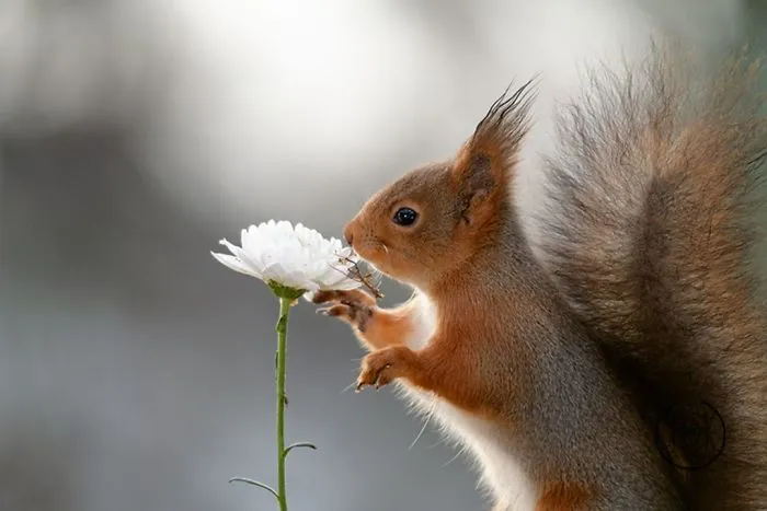 I Followed Squirrels Daily With My Camera For 6 Years And Here Are 50 Of My Best Photos