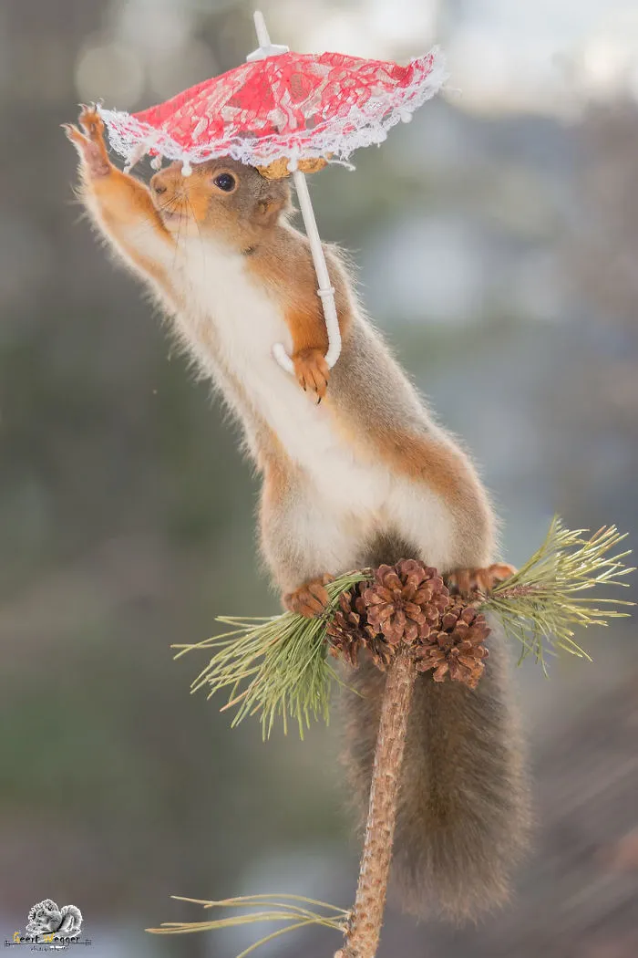 I Followed Squirrels Daily With My Camera For 6 Years And Here Are 50 Of My Best Photos