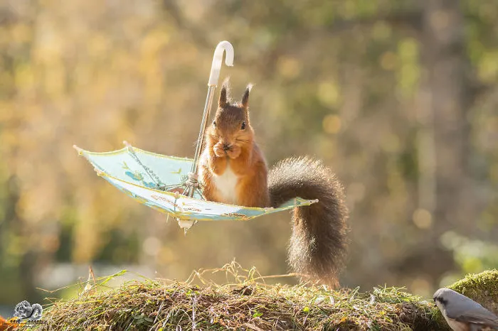 I Followed Squirrels Daily With My Camera For 6 Years And Here Are 50 Of My Best Photos