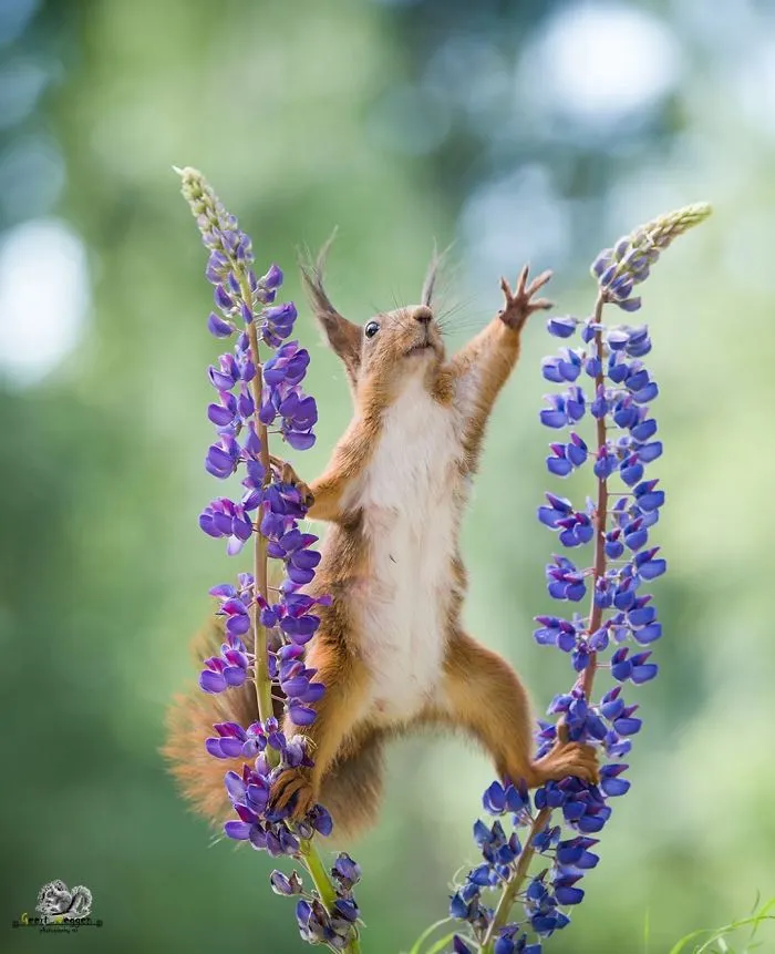 I Followed Squirrels Daily With My Camera For 6 Years And Here Are 50 Of My Best Photos