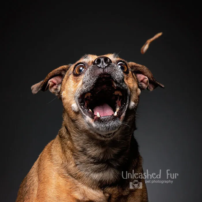 Chopper - 14 Years Old