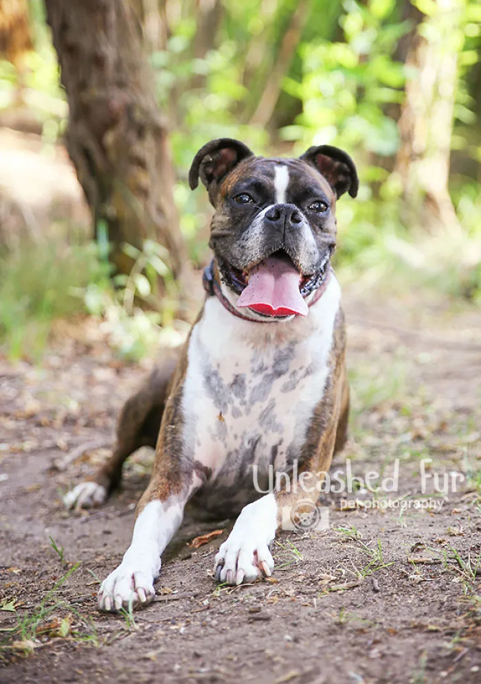 Roxie - 10 Years Old