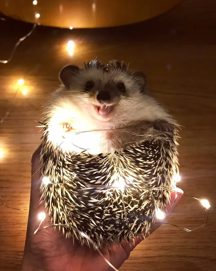 Ready For Christmas