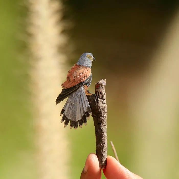 Common Kestrel
