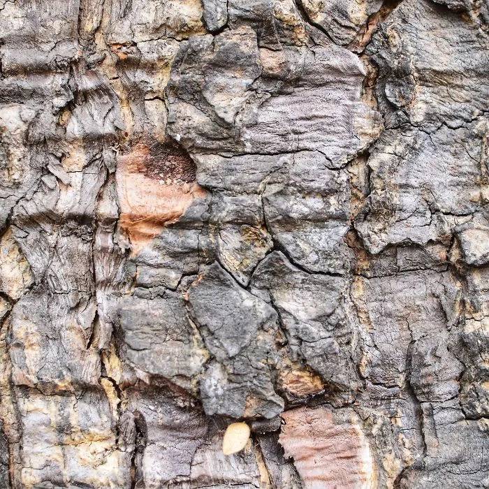 Tree Bark: Photographing Abstract Art...