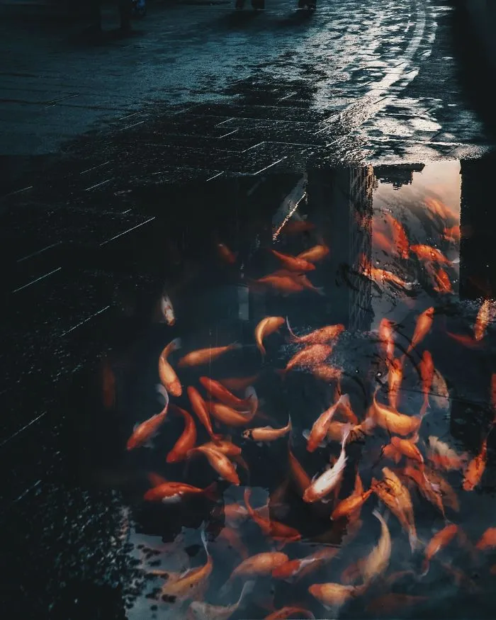 Fish
