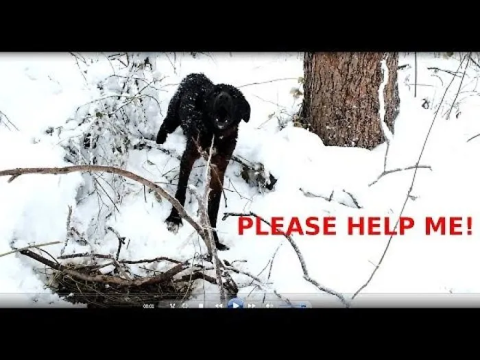 I Rescued A Straydog In Bulgaria From Death