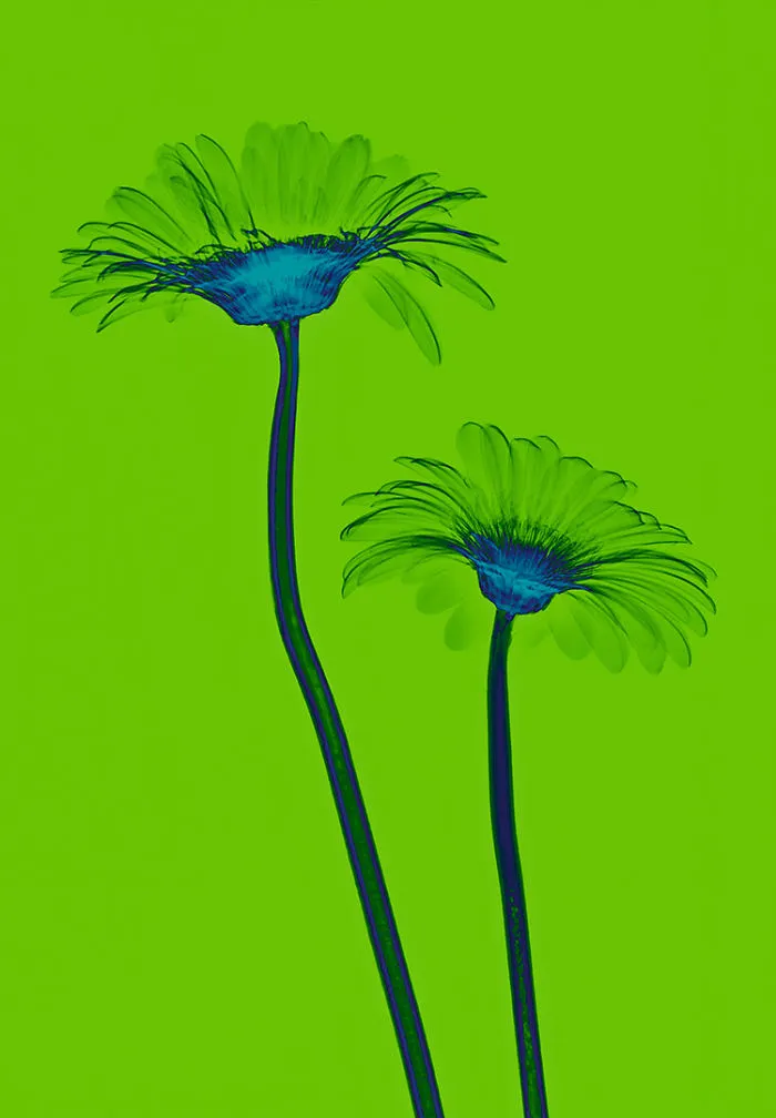 30 Pictures Of Plants That I Took Using X-Ray