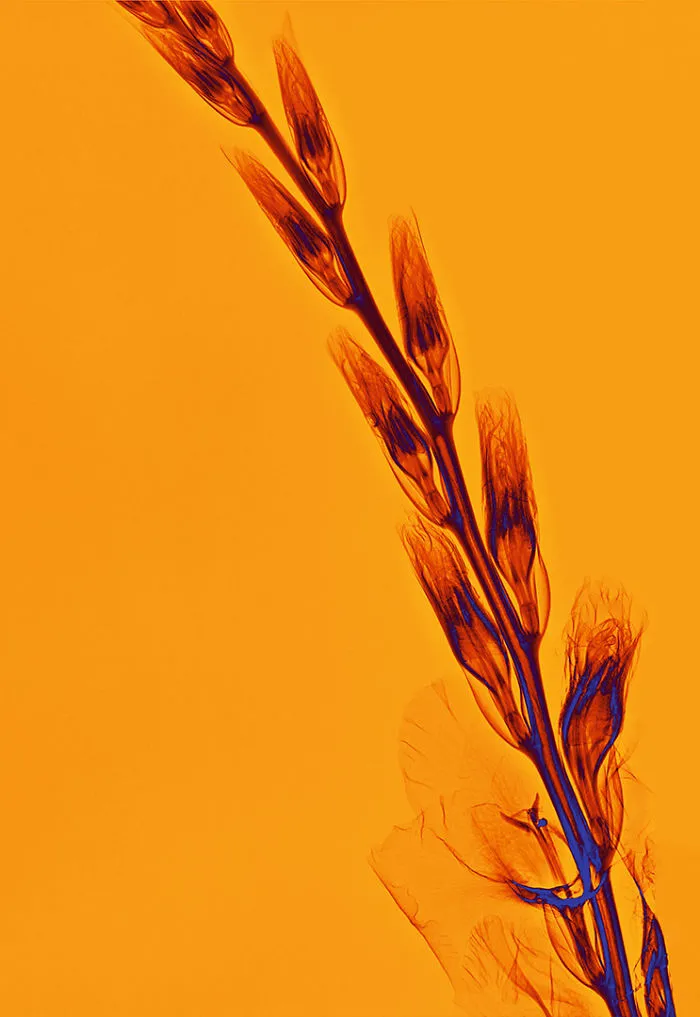 30 Pictures Of Plants That I Took Using X-Ray