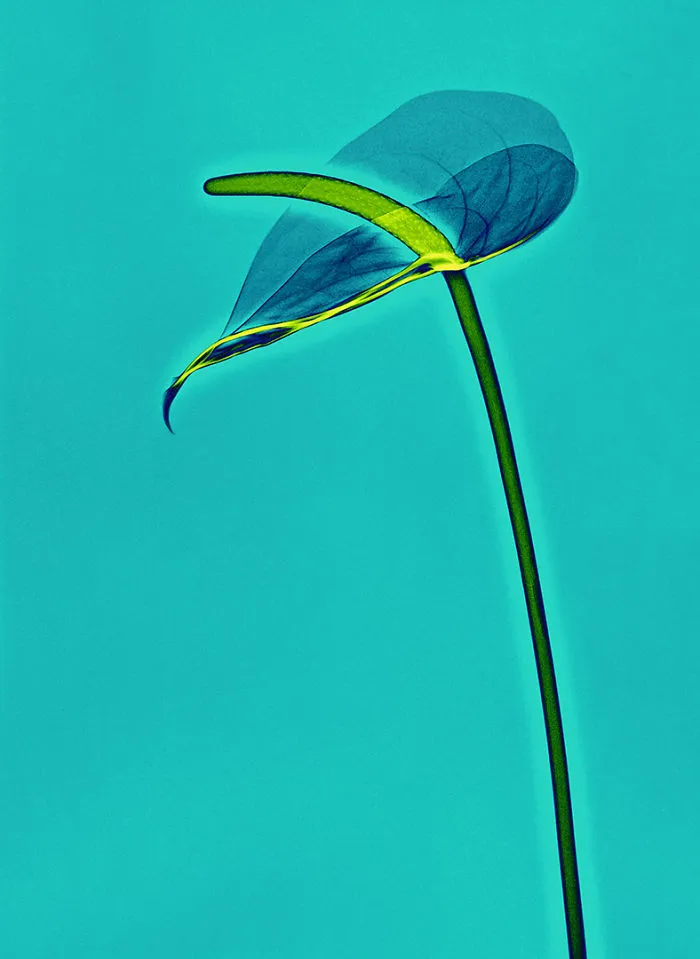 30 Pictures Of Plants That I Took Using X-Ray