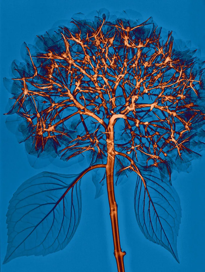 30 Pictures Of Plants That I Took Using X-Ray