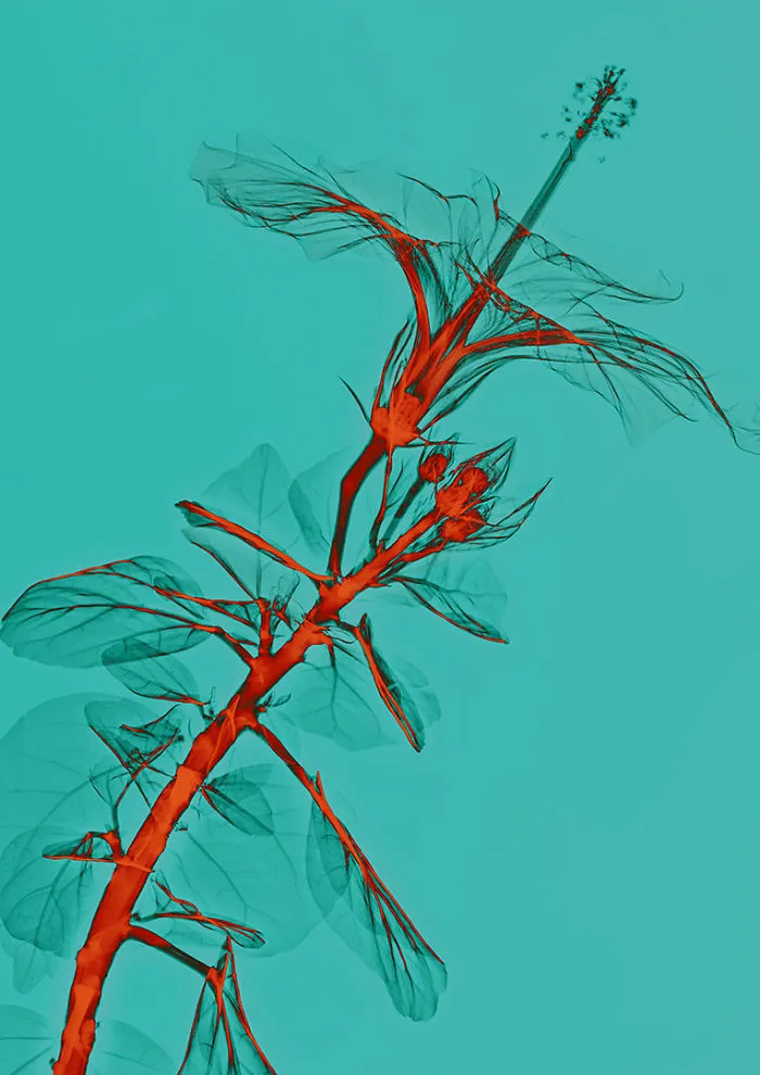 30 Pictures Of Plants That I Took Using X-Ray