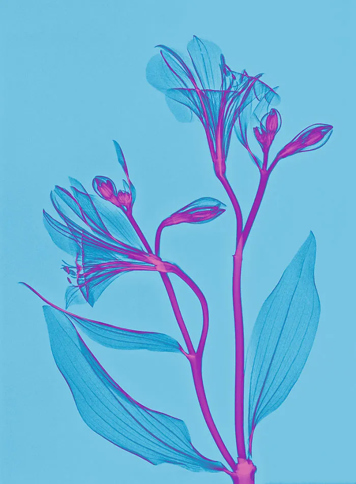 30 Pictures Of Plants That I Took Using X-Ray