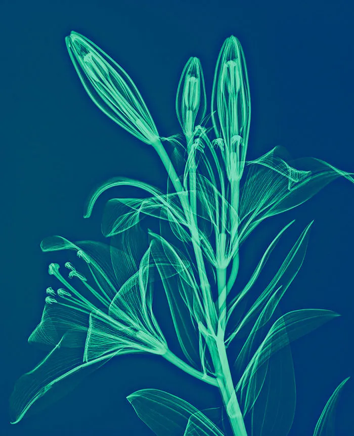 30 Pictures Of Plants That I Took Using X-Ray