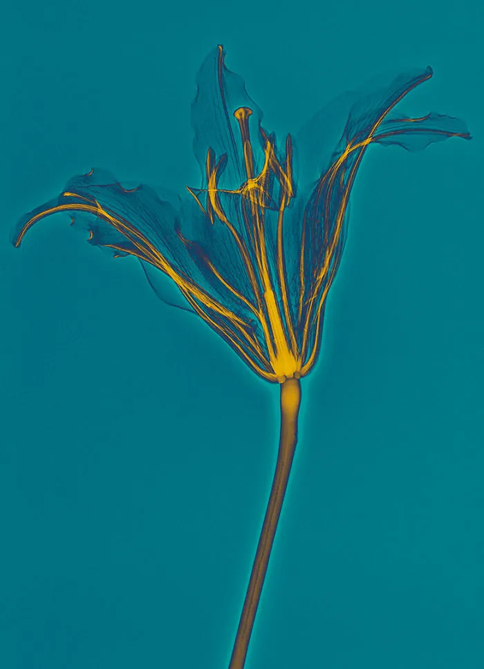 30 Pictures Of Plants That I Took Using X-Ray