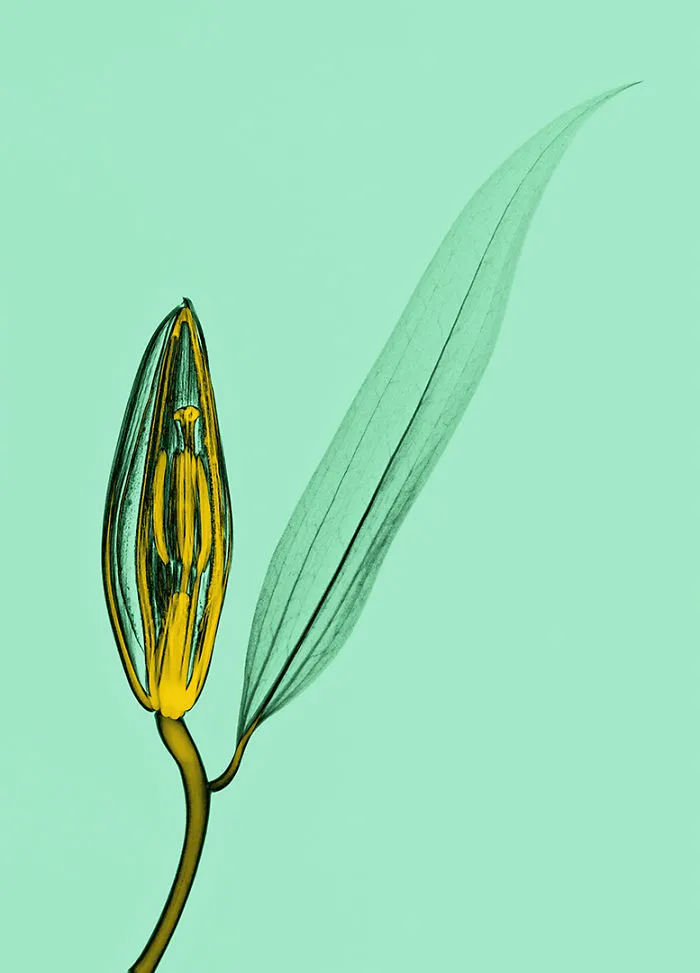 30 Pictures Of Plants That I Took Using X-Ray