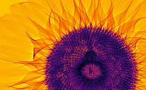 30 Pictures Of Plants That I Took Using X-Ray